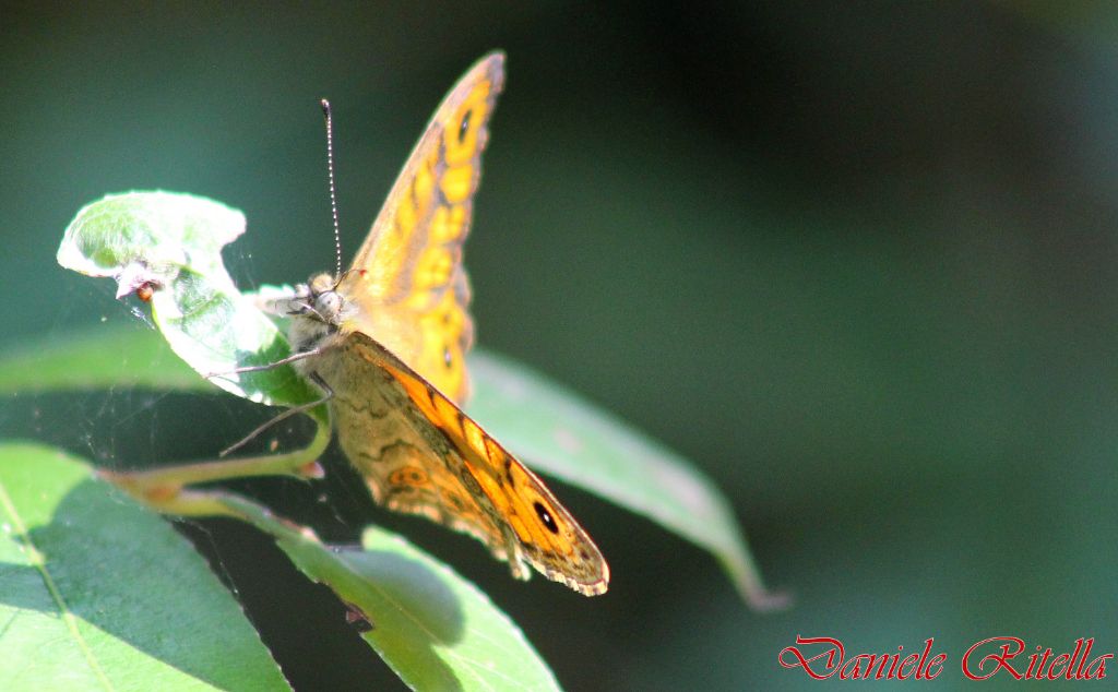 Identificazione farfalla, grazie!!!